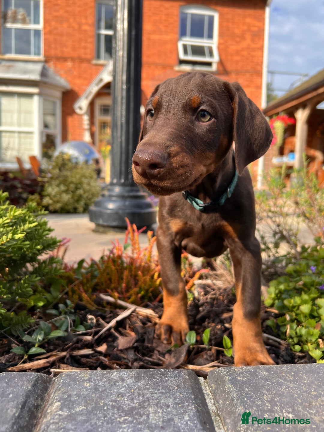 Dobermann dogs for sale: Ready now, Outstanding KC Reg Dobermann puppies - Image 4