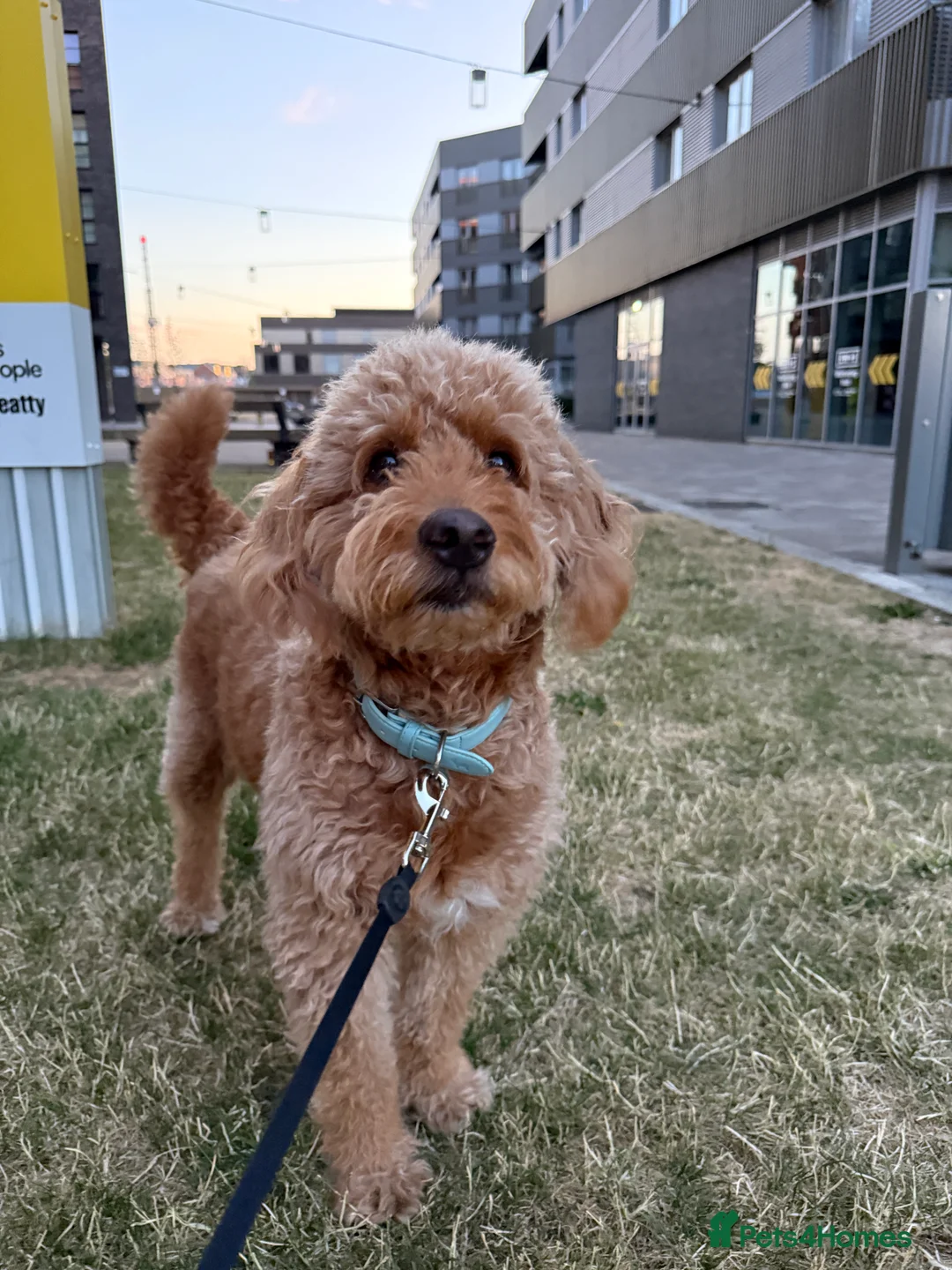 Goldendoodle dogs for stud: Proven Miniature Goldendoodle Stud – Noah 🐾 in London - Advert 19