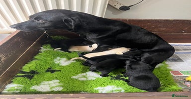 Labrador Retriever dogs - Advert 7