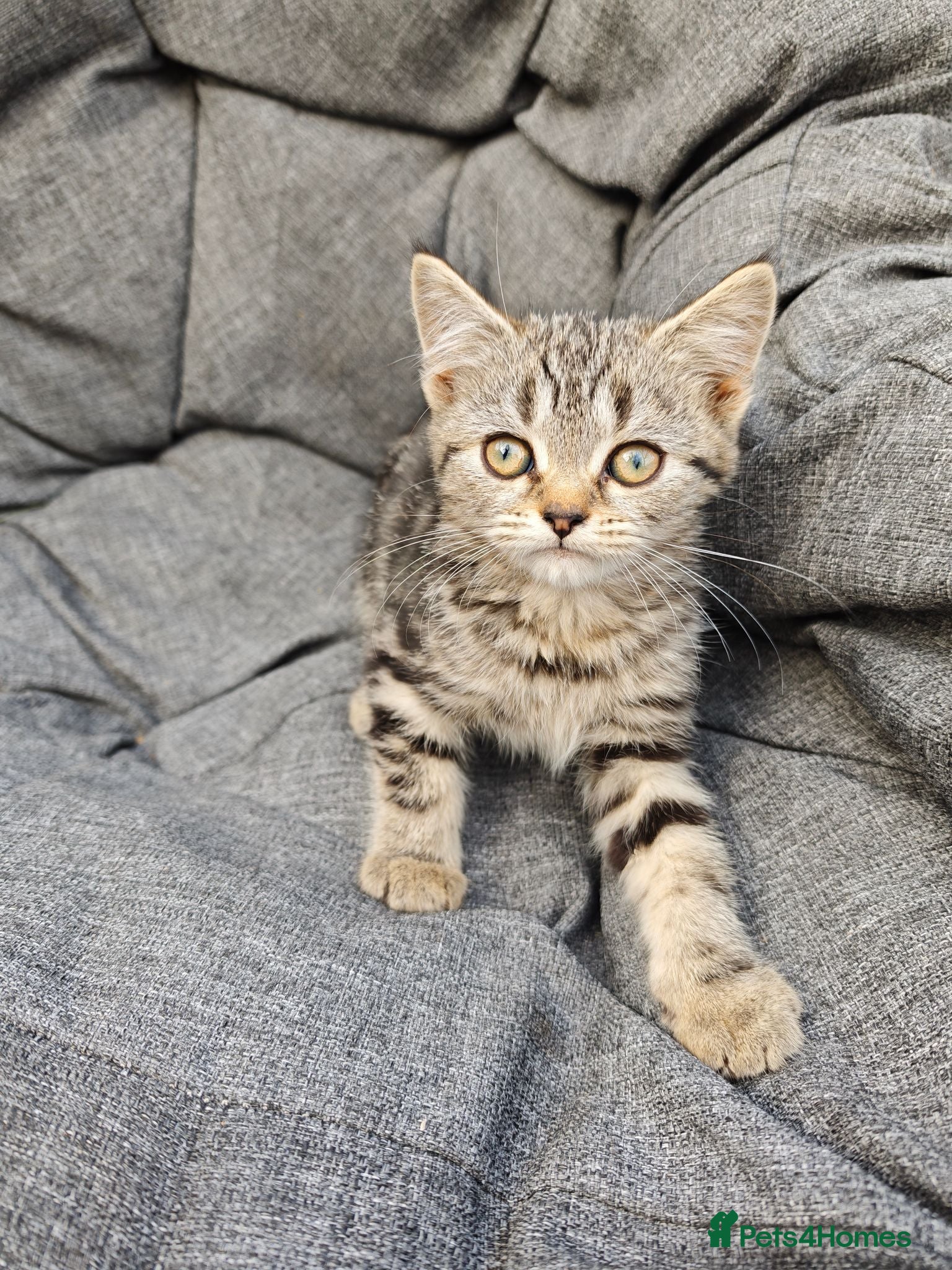 British Shorthair cats Last silver tabby boy left - Advert 1