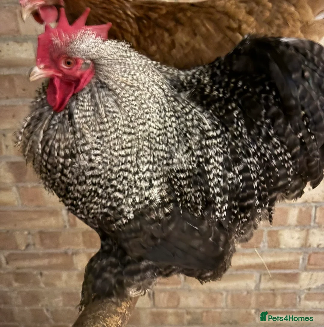 Chickens poultry for sale: Pekins - Advert 7