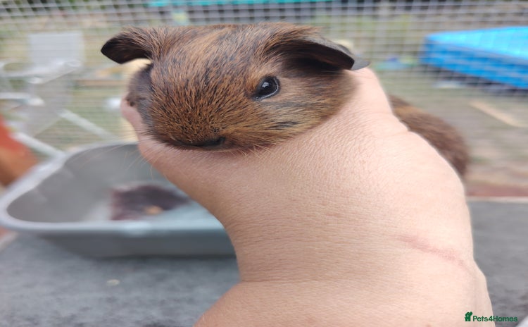Guinea Pig rodents - Advert 3
