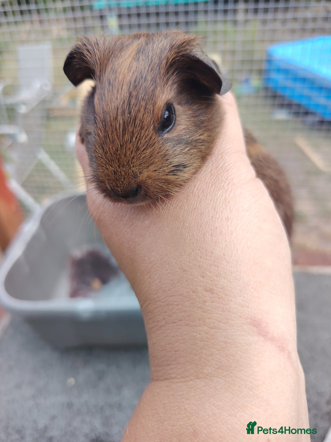 Guinea Pig rodents for sale: Baby boy pigs - Image 1