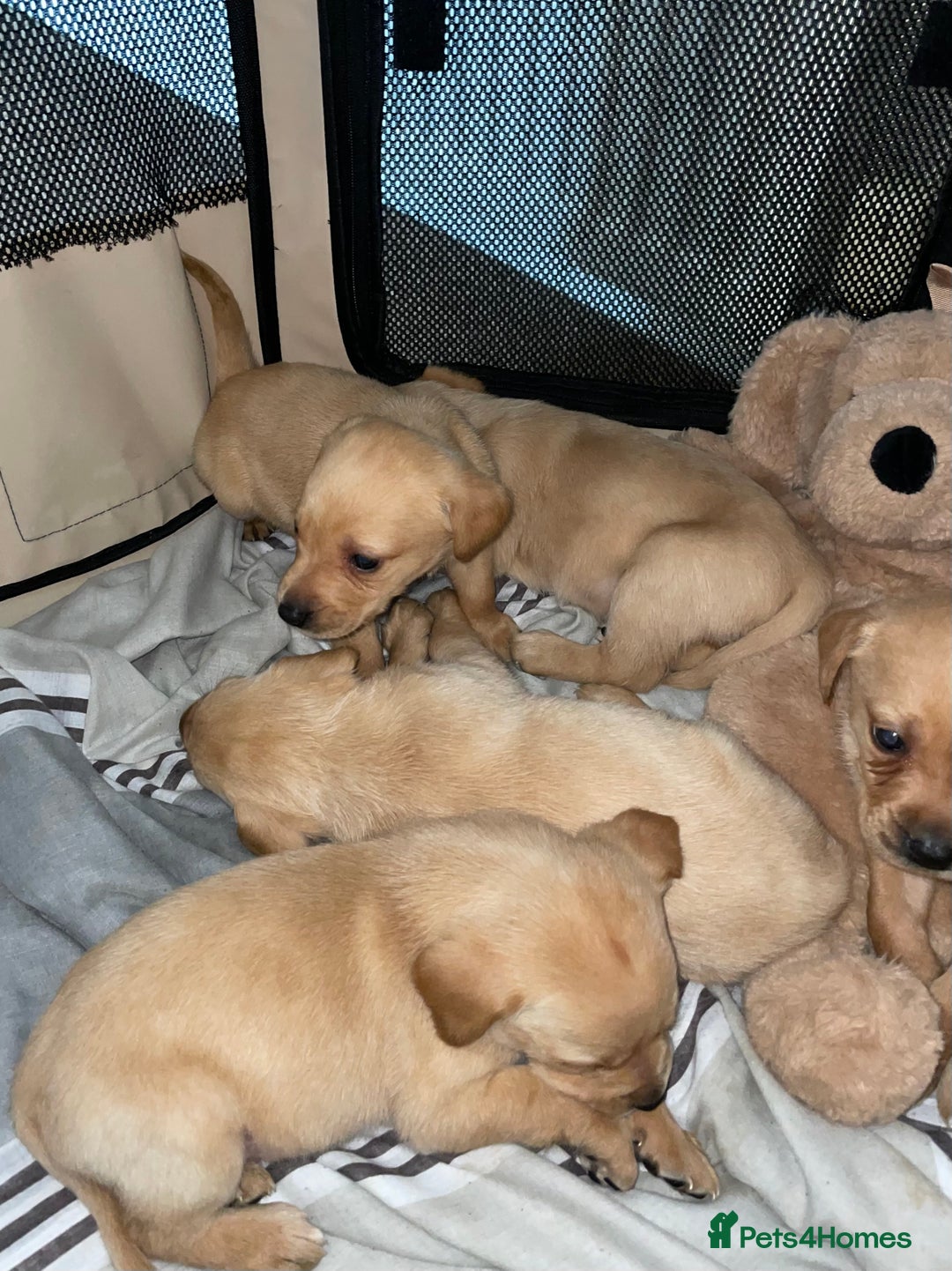 Labrador Retriever dogs for sale: Labrador puppies deposit secures - Advert 10