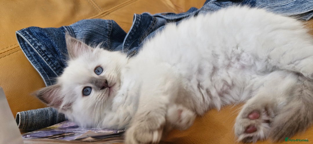 Ragdoll cats for sale: 🐾Last  Girl - Genetically clear 🐾 - Image 22