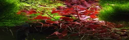 Catfish fish for sale: Aquarium fish, shrimp, and plants. WIDE selection - Advert 10