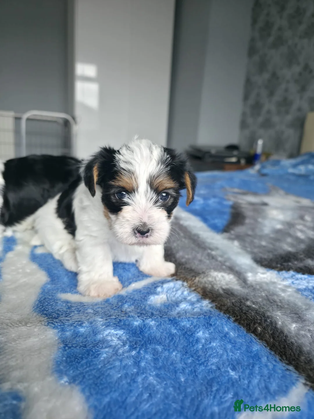 Biewer Terrier dogs for sale:  Biewer Terrier Puppies – Two Gorgeous Boys - Advert 2