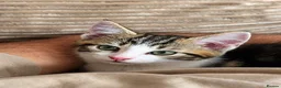 Mixed Breed cats for sale: 2 beautiful, well-socialized kittens  - Advert 14