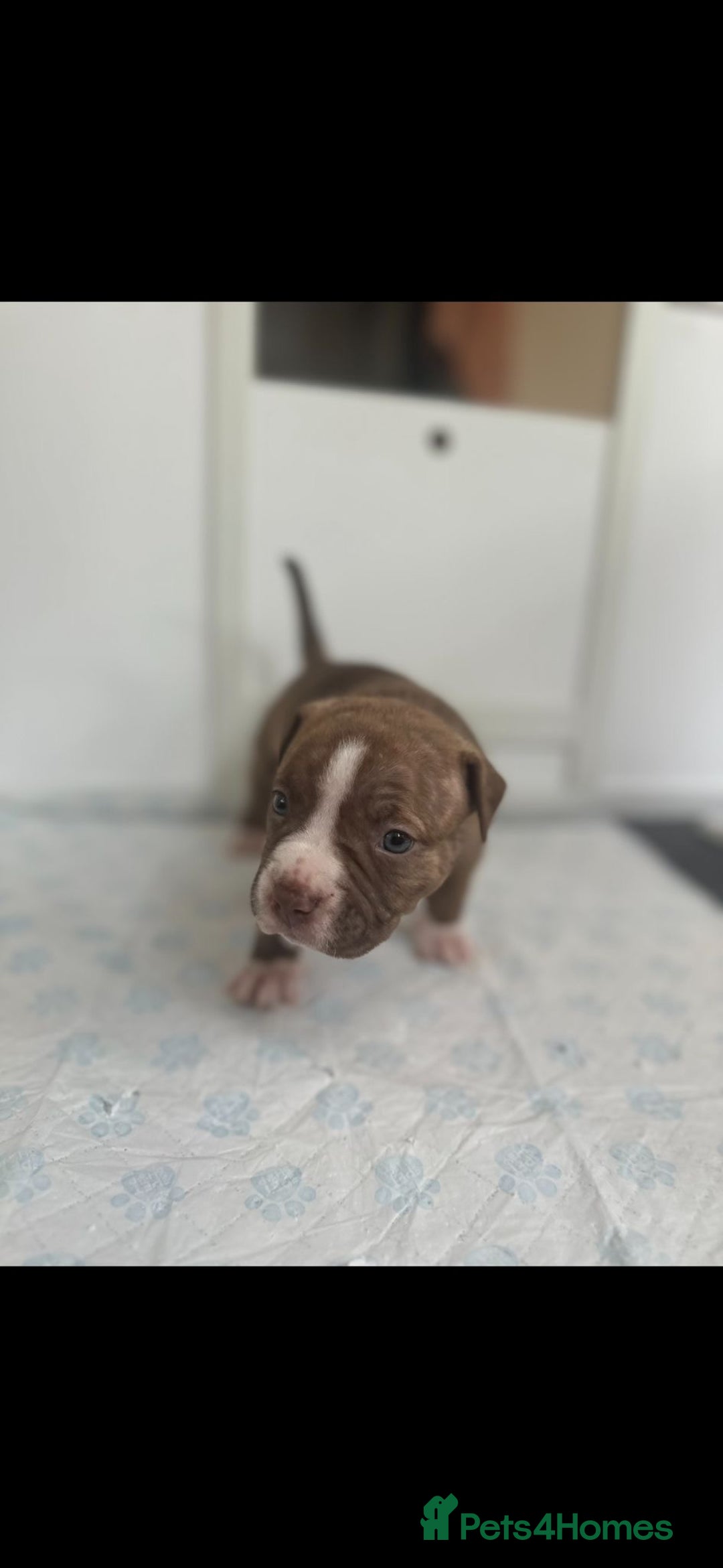 American Bully dogs for sale: Puppies American pocket bully - Image 10