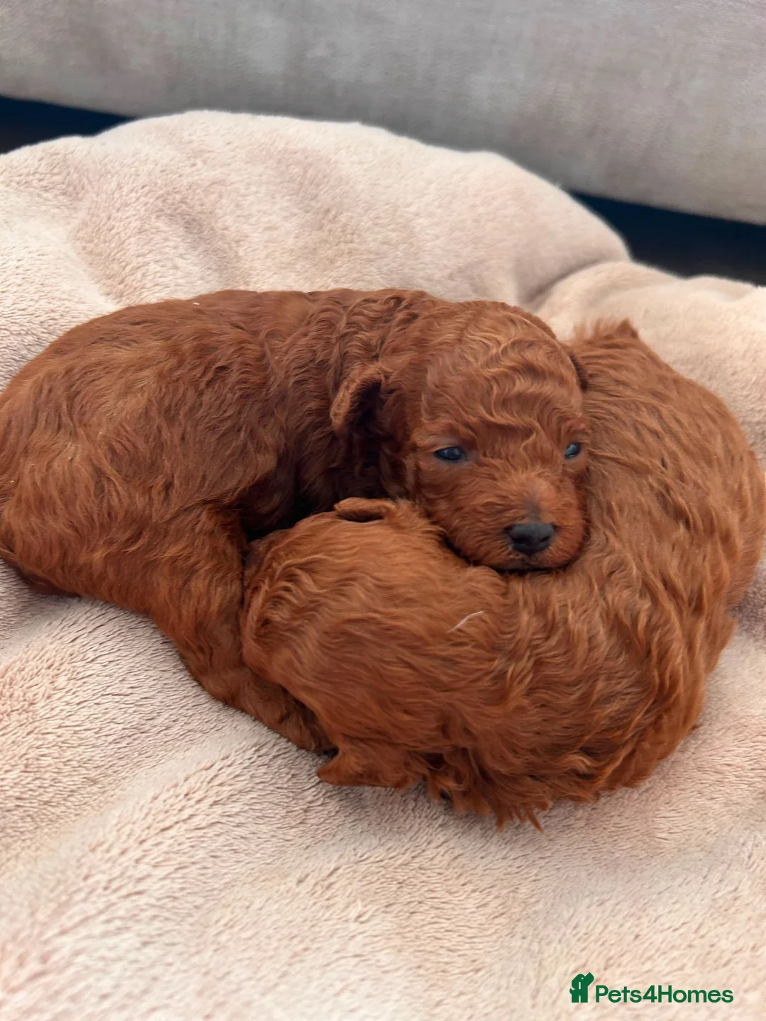 Toy Poodle dogs for sale: Toy poodle puppies  - Advert 2