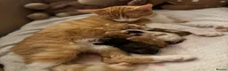 Mixed Breed cats for sale: Kittens - Advert 8