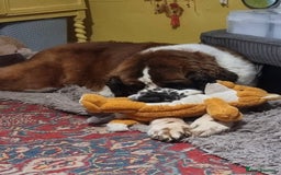 Saint Bernard dogs for sale: Female rough coated Saint Bernard  - Image 7