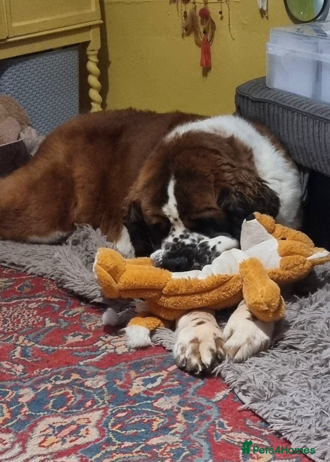 Saint Bernard dogs for sale: Female rough coated Saint Bernard  - Image 7
