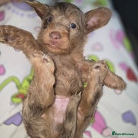 Doxiepoo dogs - Advert 7