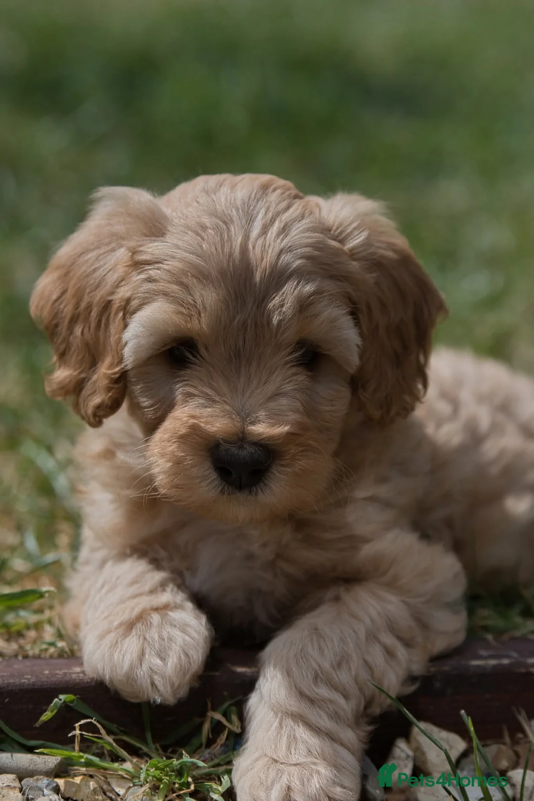 Australian Labradoodle dogs for sale: F1 Cockapoo x Australian Labradoodle Pups 🐾 - Advert 37