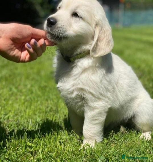 Golden Retriever dogs CHUNKY GOLDEN RETRIEVER PUPPIES - Advert 1