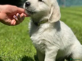 Golden Retriever dogs CHUNKY GOLDEN RETRIEVER PUPPIES - Advert 12