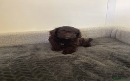Cockapoo dogs for sale: F1 cockapoo puppies  - Image 8