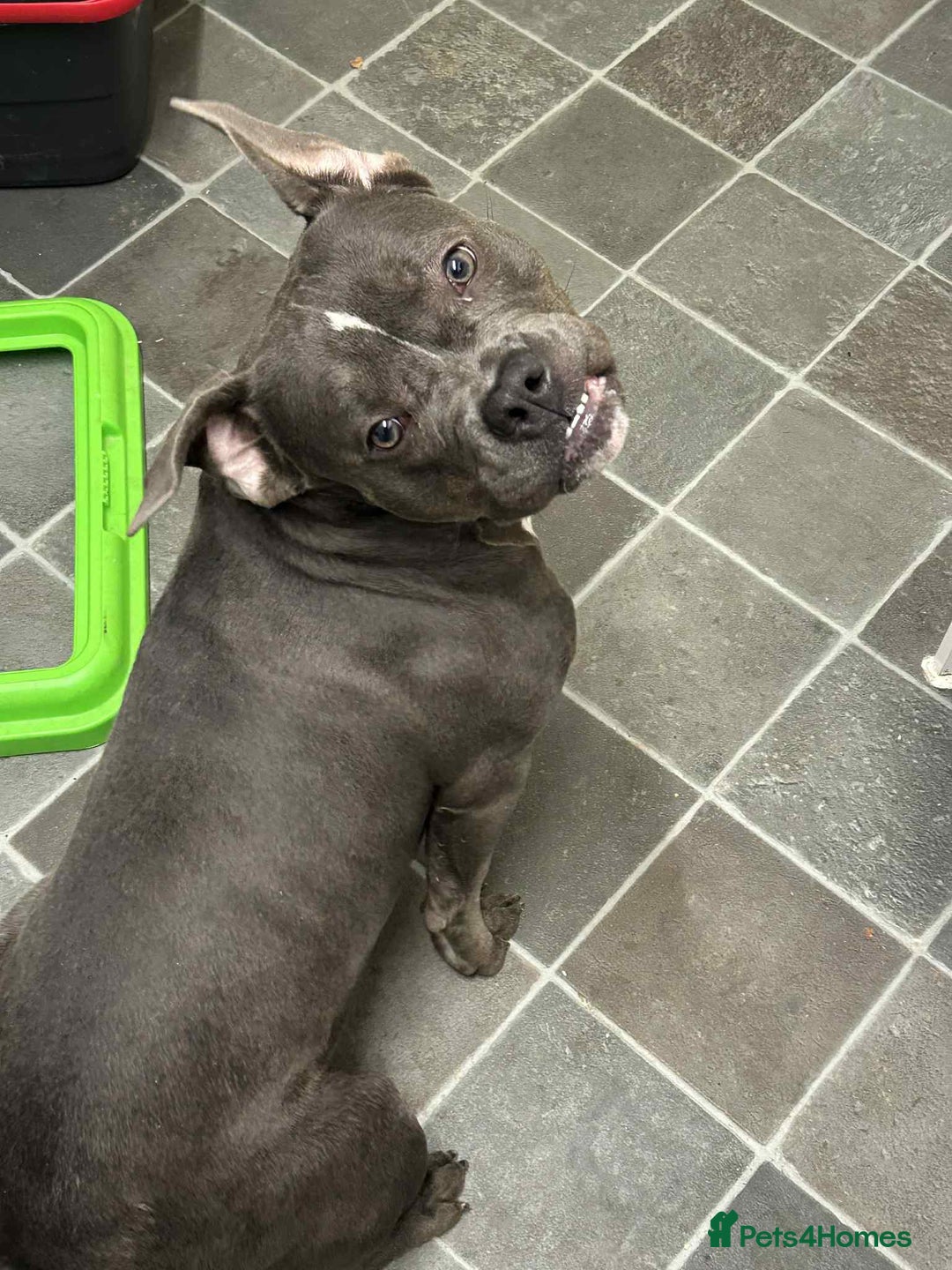 American Bully dogs for sale: Female Pocket Bully  - Advert 3