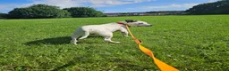 Staffordshire Bull Terrier dogs for adoption: Benson - Advert 6