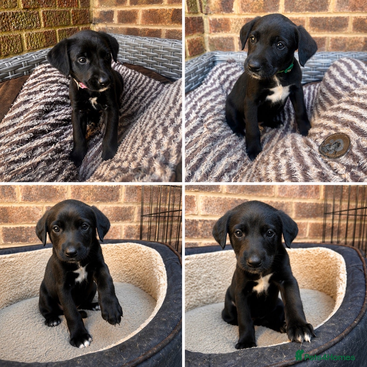 Mixed Breed dogs 4 available Labrador cross  - Advert 11