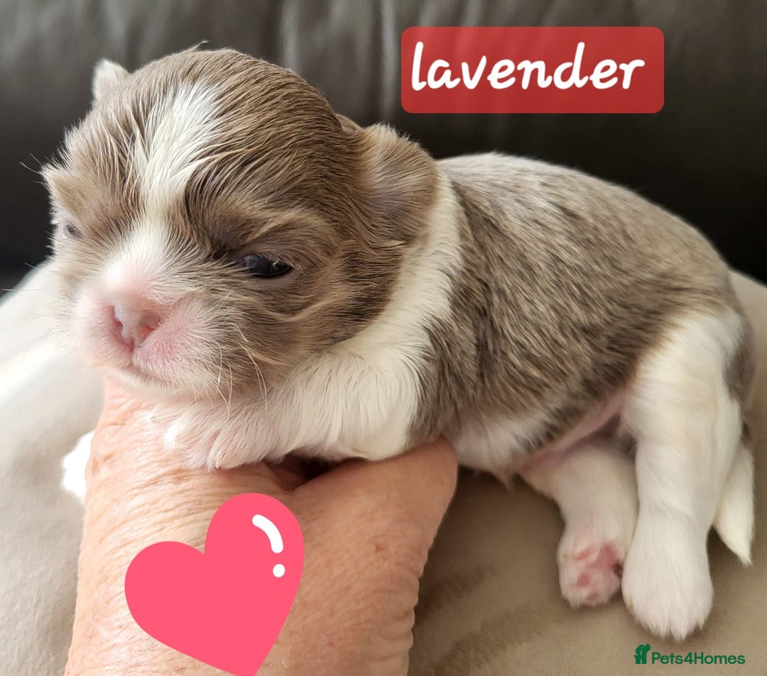 Shih Tzu dogs for sale: KC IMPERIAL SHISH TZU - Image 7