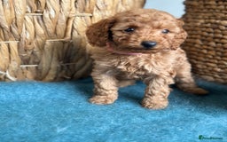 Miniature Poodle dogs for sale: 🐾 Beautiful KC 🦊 Red Miniature Poodle Puppies 🐾 - Image 7