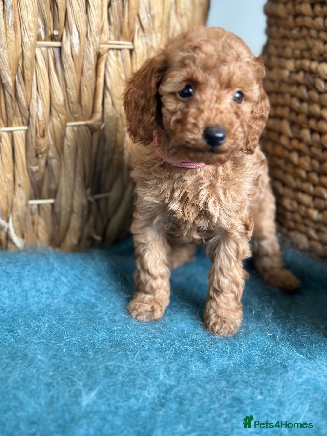 Miniature Poodle dogs for sale: 🐾 Beautiful KC 🦊 Red Miniature Poodle Puppies 🐾 - Image 7