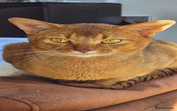 Abyssinian cats for sale: Adorable Abyssinian Kittens - Image 4