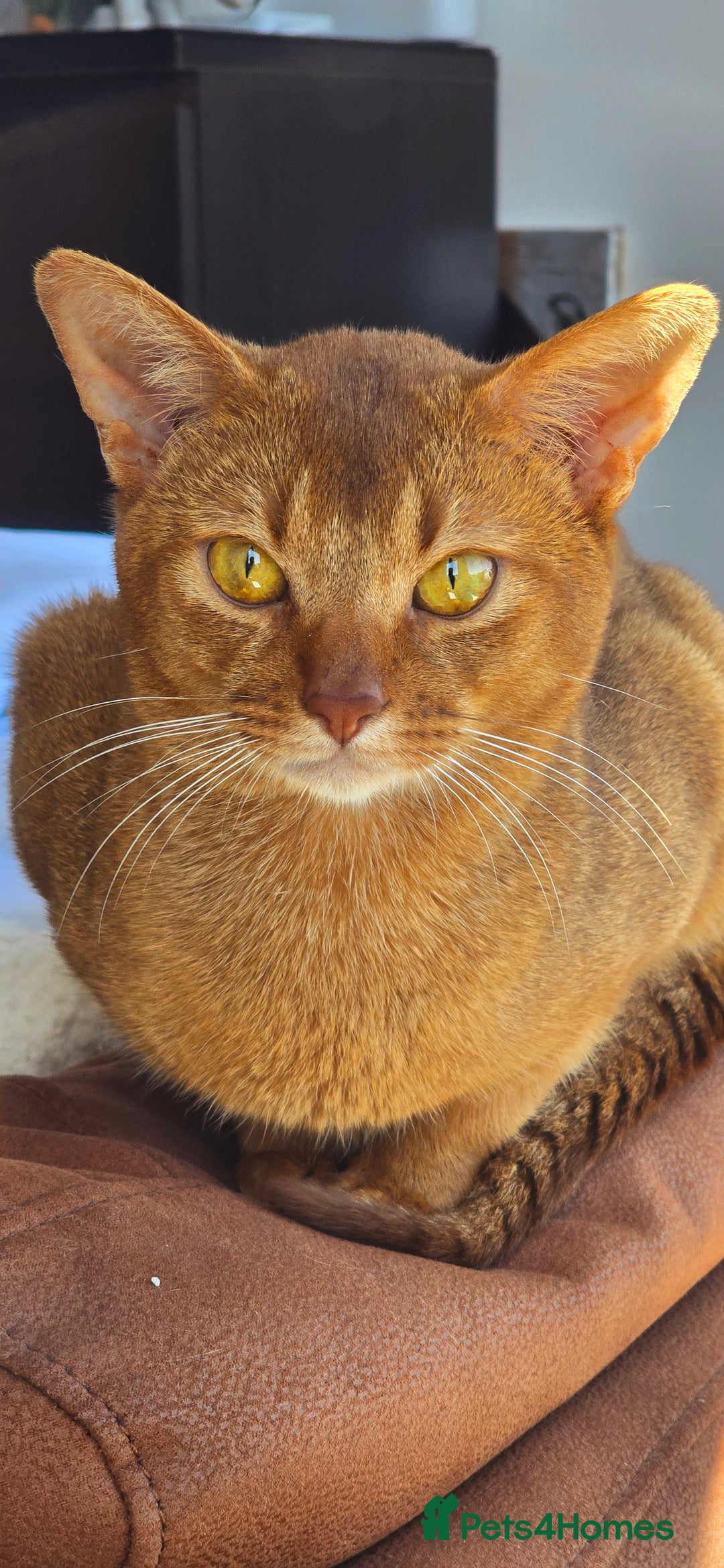 Abyssinian cats for sale: Adorable Abyssinian Kittens - Image 4