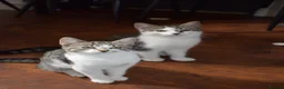 Mixed Breed cats for sale: 6 kittens desperately looking for a forever home - Advert 26