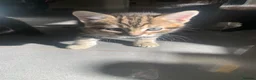 Mixed Breed cats for sale: 5 beautiful boy kittens  - Advert 9