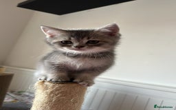 British Shorthair cats for sale: 5 Adorable British Shorthair Kittens - Image 25