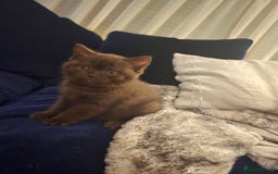 British Shorthair cats for sale: 🤎gccf redgistered British Shorthair Kittens🤎 - Image 7