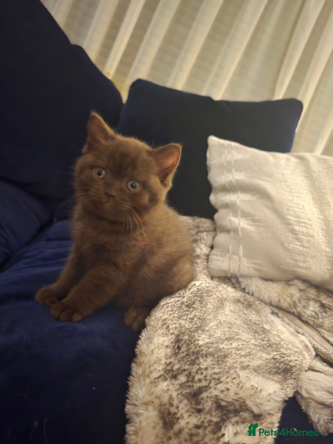 British Shorthair cats for sale: 🤎gccf redgistered British Shorthair Kittens🤎 - Image 7