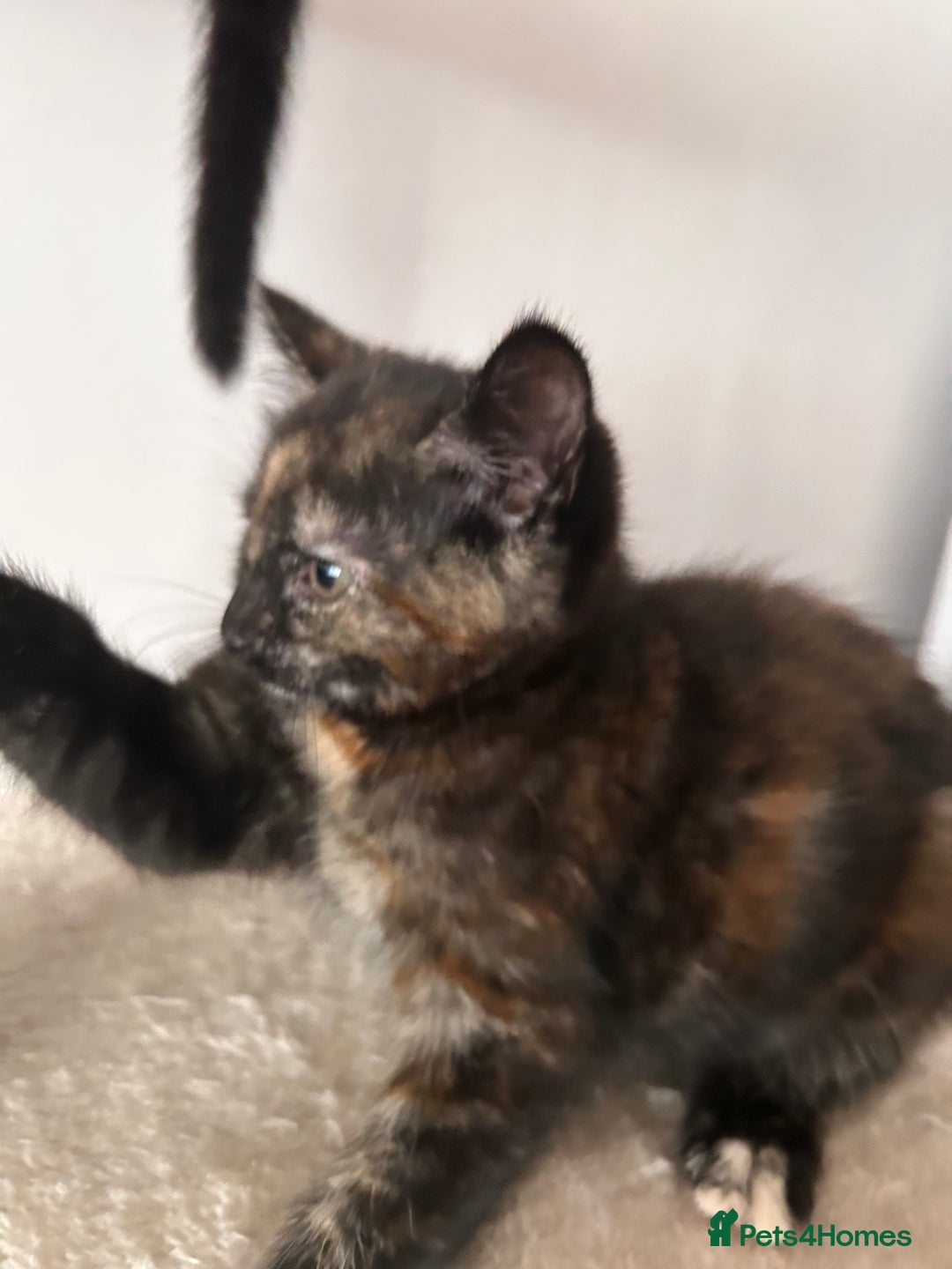 Mixed Breed cats for sale: Purr- fectly Adorable Kittens for loving homes - Advert 16
