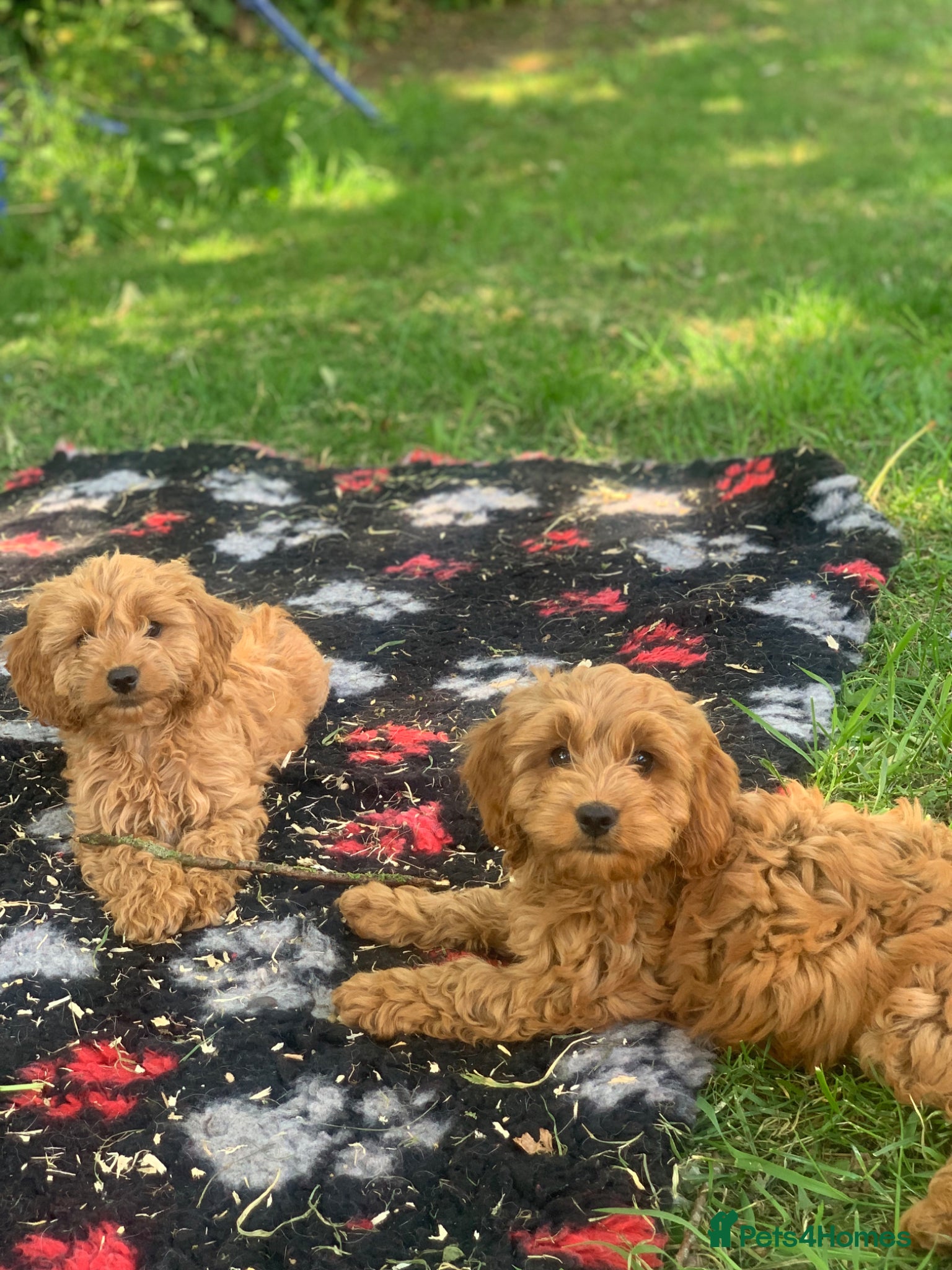 Cockapoo dogs Family raised Cockapoo babies  - Advert 1