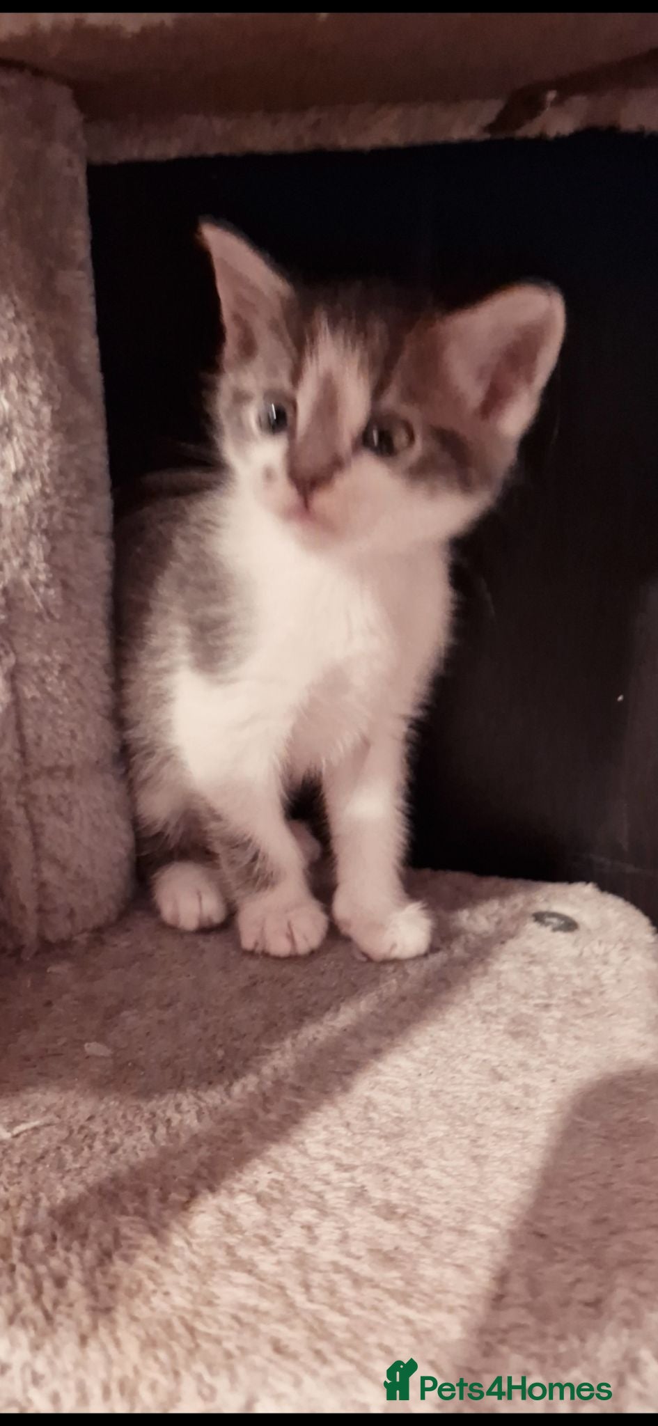 British Shorthair cats 3 beautiful kittens ready now - Advert 1