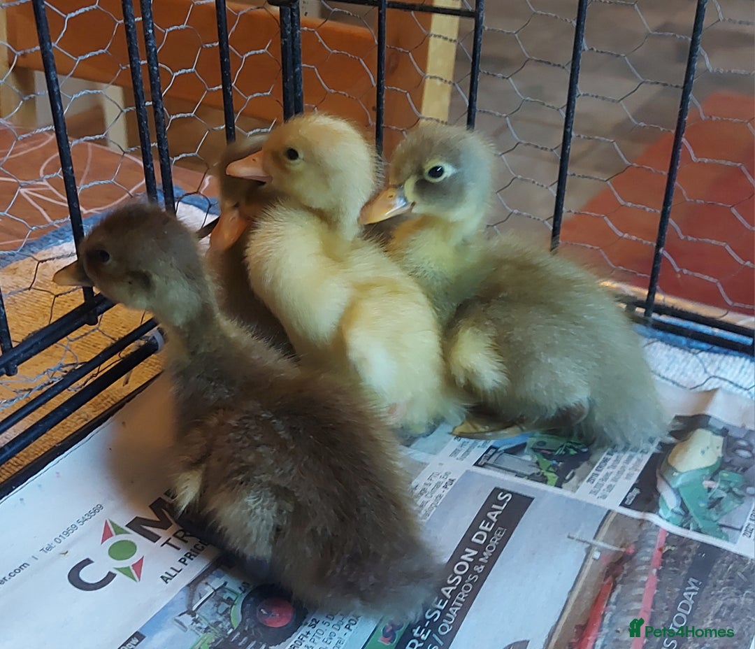 Ducks poultry for sale: Runner Ducklings - unsexed - Advert 3