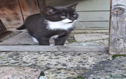 Mixed Breed cats for sale: Black and white kittens  - Image 4