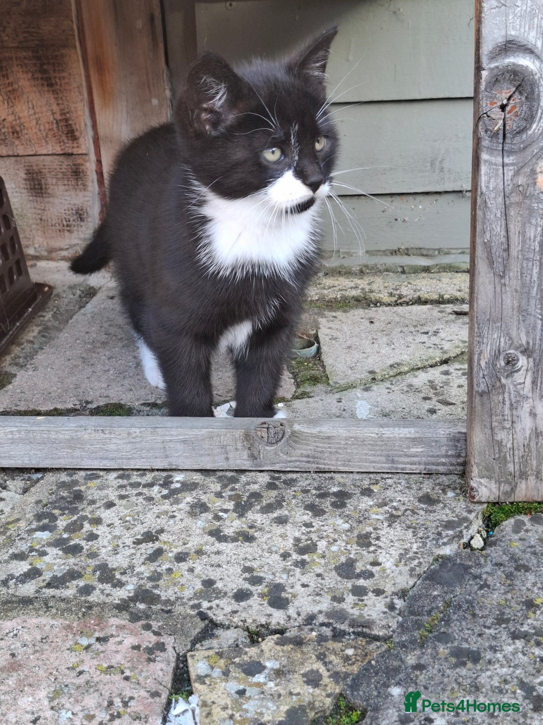 Mixed Breed cats for sale: Black and white kittens  - Image 4