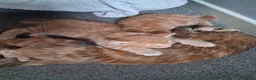 Mixed Breed cats for sale: Playful Cute ginger kittens ready for new homes - Advert 9