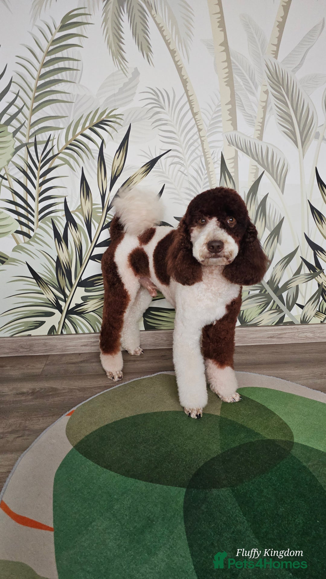 Labradoodle dogs for stud: FULLY HEALTH TESTED MOYEN POODLE STUD! in Kettering - Image 19