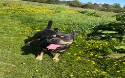 Frug dogs for sale: REHOMING frenchie x pug 1yo  - Image 6