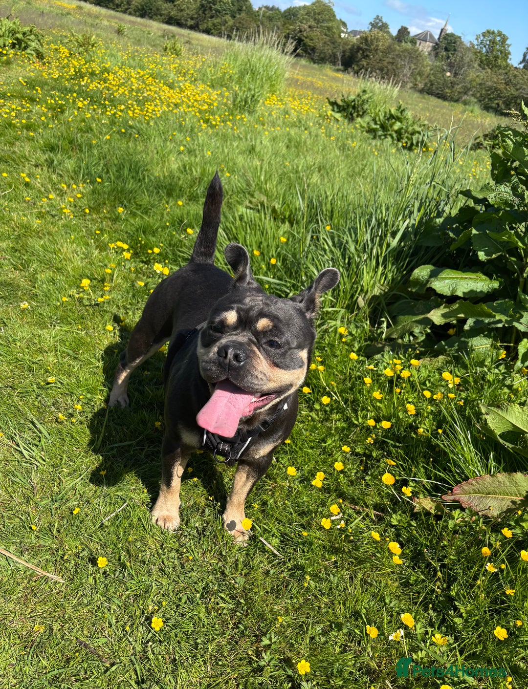 Frug dogs for sale: REHOMING frenchie x pug 1yo  - Image 6
