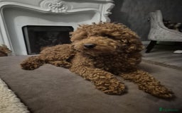 Labradoodle dogs for sale: Miniature Labradoodle puppies - Image 29