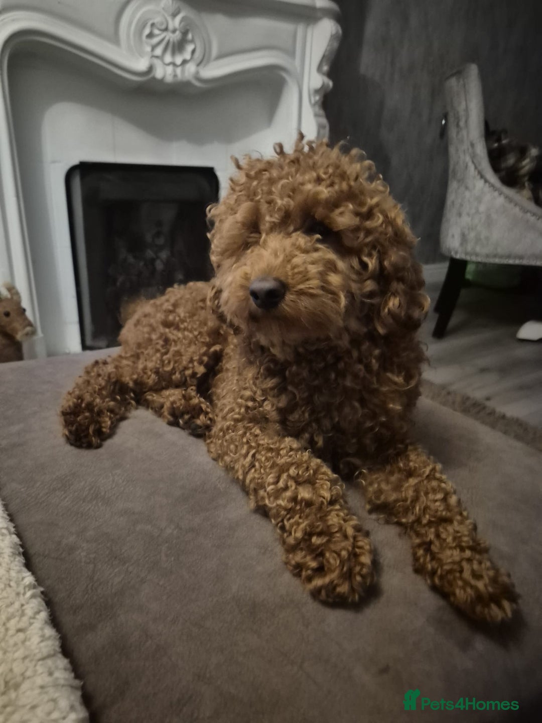 Labradoodle dogs for sale: Miniature Labradoodle puppies - Image 29