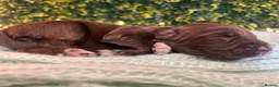 Sprocker dogs for sale: 5 * Breeder Health-Tested F1b Sprocker Puppies - Advert 28