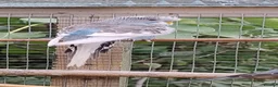 Budgerigars birds for sale: Baby budgies, easily tamed. Mixed colours - Advert 4