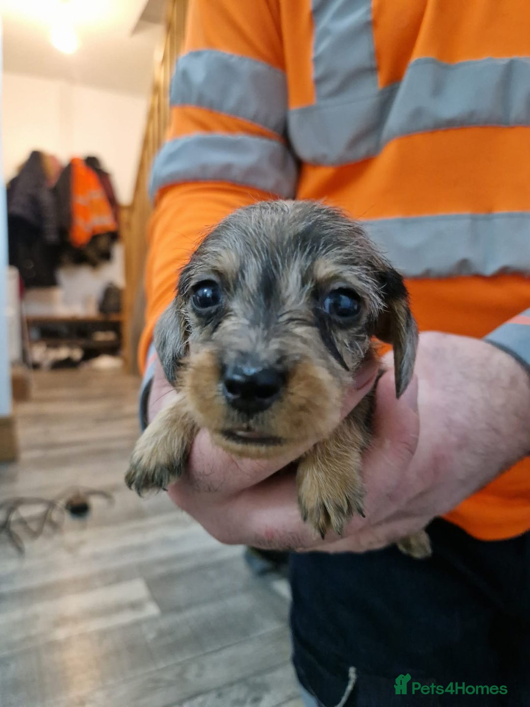 Dachshund dogs for sale: Wirehaired daschund chocolate dappled  - Advert 18